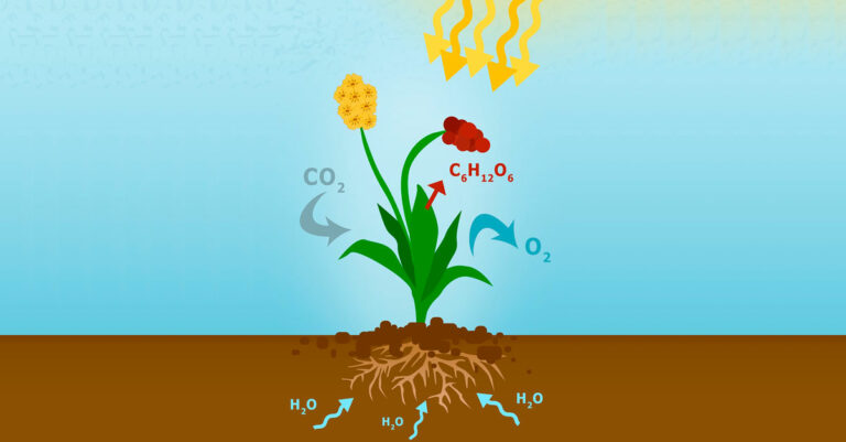 Что такое автотрофы и какова их роль в растениях