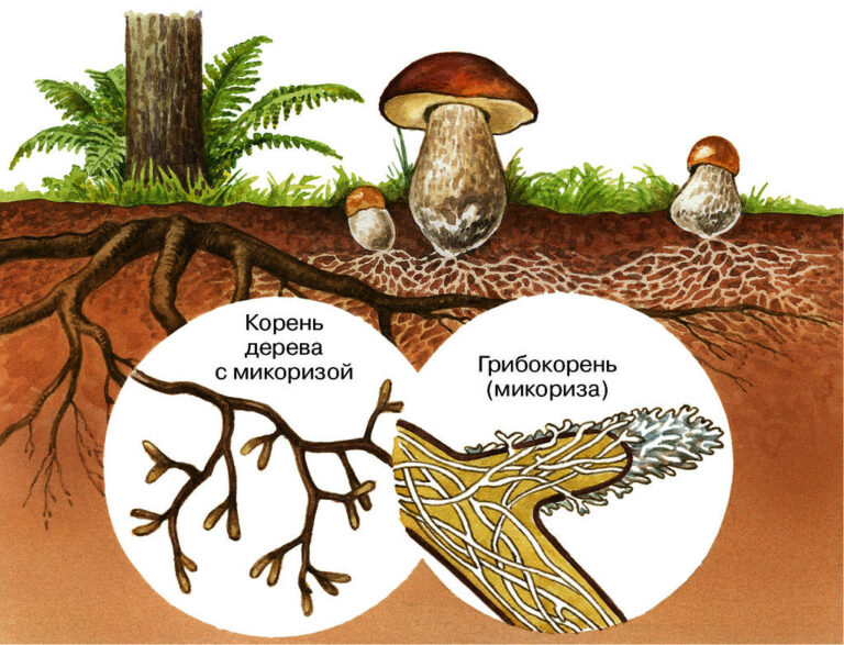 Как выглядит микориза фото