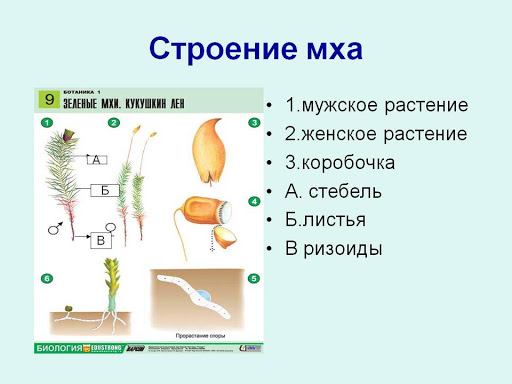 Строение мха