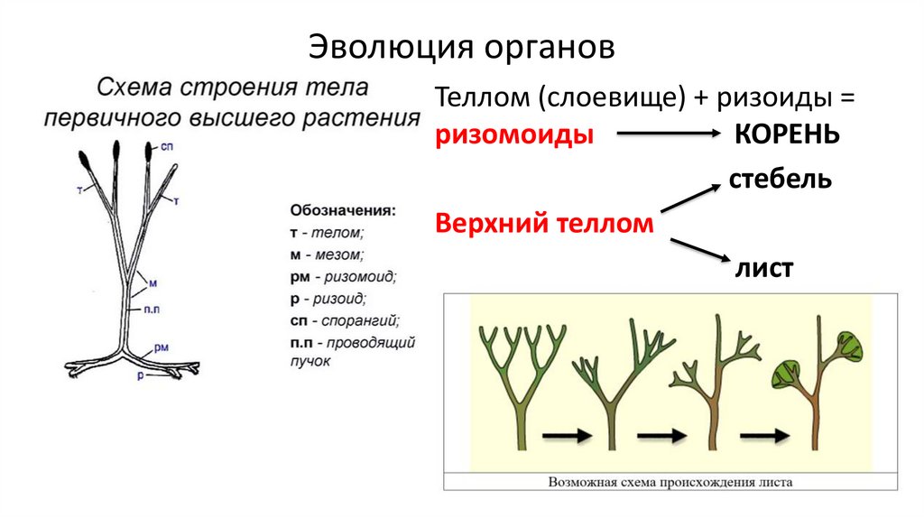 Эволюция корня