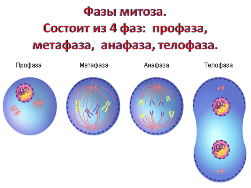 На рисунке изображена фаза митоза