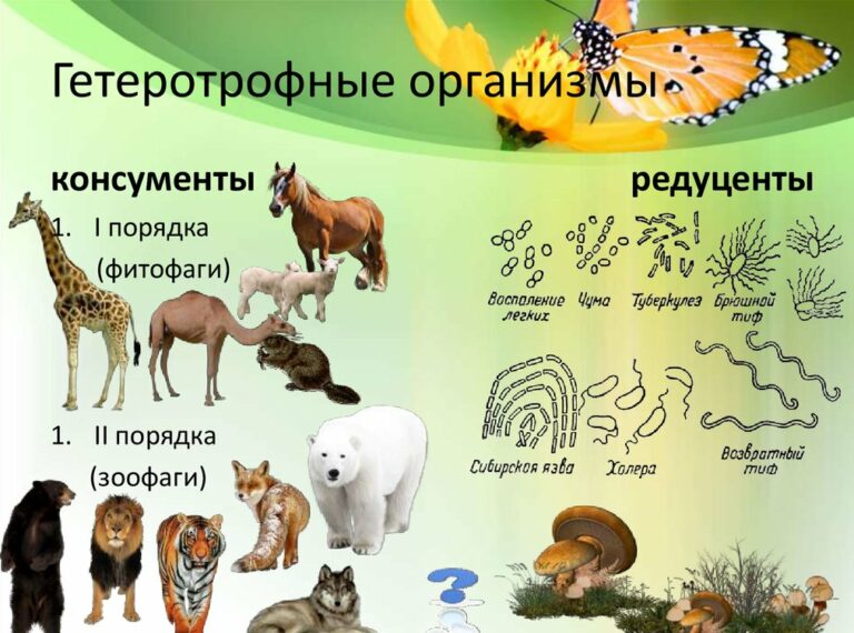 Консументы питаются органическими веществами консументов. Гетеротрофные организмы. Гетеротафнве оргпнищсы. Гетеротрофы консументы. Гетеротрофные организмы консументы.