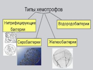 Фото и автотрофы