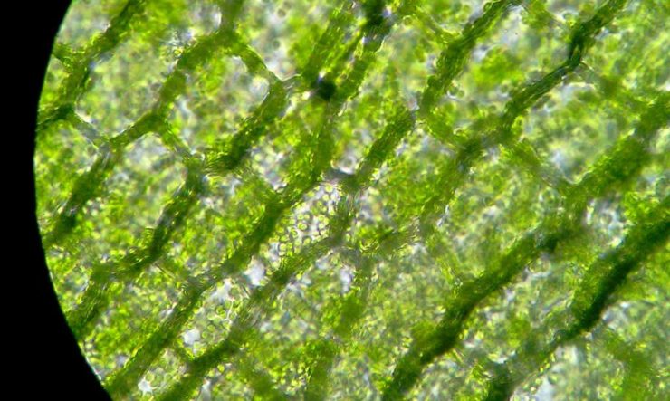 Лист под микроскопом
