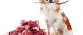 сырое мясо для собак